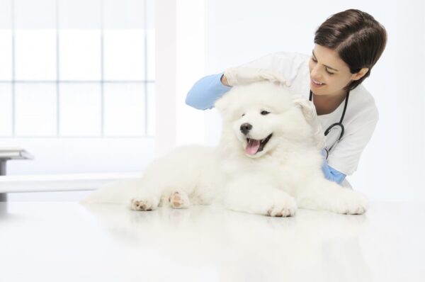 veterinary examination dog veterinarian checks the ears dog on the table in vet clinic