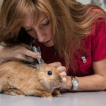 Casos prácticos de fusiones y adquisiciones veterinarias: Historias de éxito y lecciones para el crecimiento