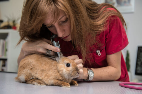 La consultation vétérinaire pour les nacs est très importante et repose sur une observation précise.  Conseils qui seront vital pour la survie de l'animal et indispensable au propriétaire.