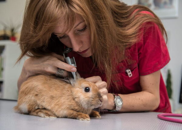 La consultation vétérinaire pour les nacs est très importante et repose sur une observation précise.  Conseils qui seront vital pour la survie de l'animal et indispensable au propriétaire.