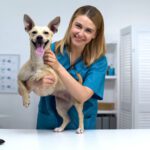 Veterinary Mergers and Acquisitions Case Studies: Success Stories and Lessons for Growth