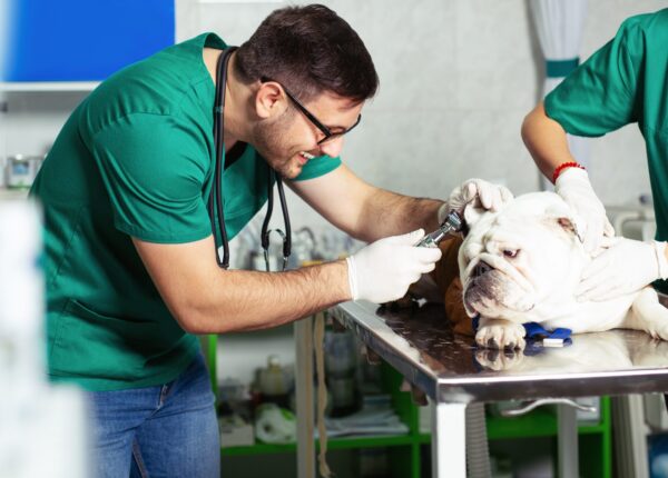Veterinarian doctor making check-up of a bulldog.